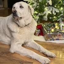 Thumbnail photo of Hank #2