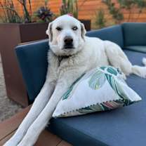 Thumbnail photo of Hank #4