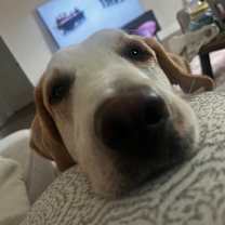 Thumbnail photo of Loki #3