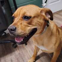 Thumbnail photo of Stella #4