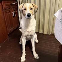 Thumbnail photo of Indigo #2