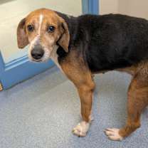 Thumbnail photo of Roscoe #2