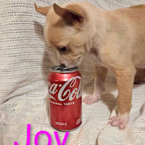 Thumbnail photo of Joy #1