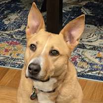 Thumbnail photo of Binka #2