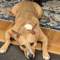 Thumbnail photo of Binka #3