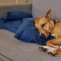 Thumbnail photo of Binka #4