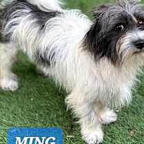 Thumbnail photo of Ming #1