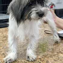 Thumbnail photo of Ming #2