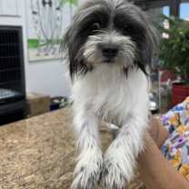 Thumbnail photo of Ming #3