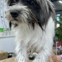 Thumbnail photo of Ming #4