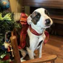 Thumbnail photo of Maggie #1