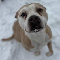 Thumbnail photo of Shortbread  #1