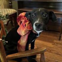 Thumbnail photo of Marley #1