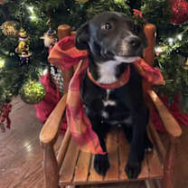 Thumbnail photo of Marley #3