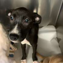 Thumbnail photo of Dalhousie #1