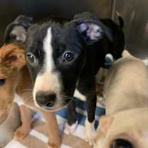 Thumbnail photo of Crossfire #1