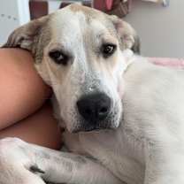 Thumbnail photo of Stewie #4