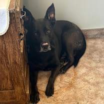 Thumbnail photo of Zeus #4