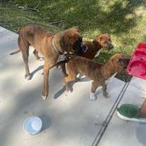 Thumbnail photo of Brownie  #2