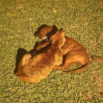 Thumbnail photo of Brownie  #3