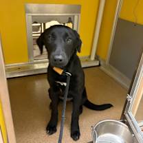 Thumbnail photo of Noel #3