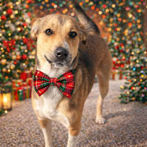 Thumbnail photo of Herman #1