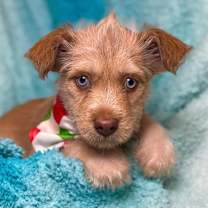 Thumbnail photo of Pancake #3