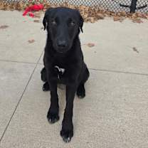 Thumbnail photo of Noel #4