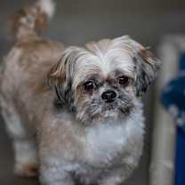 Thumbnail photo of Beau (D25-29) #2