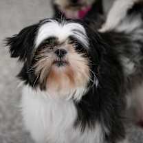 Thumbnail photo of Sprinkles (D25-42) #2