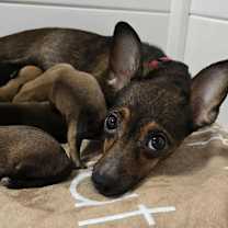 Thumbnail photo of Kiri Mochi #2