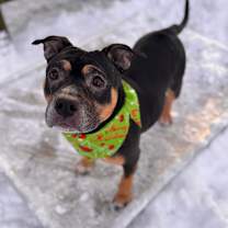 Thumbnail photo of Koa #2