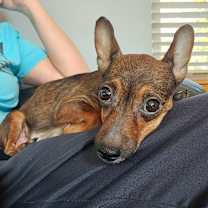 Thumbnail photo of Momma Mochi #3