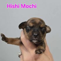 Thumbnail photo of Hishi Mochi #3