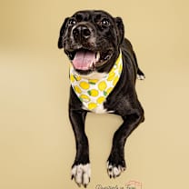 Thumbnail photo of Akira #1