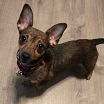 Thumbnail photo of Momma Mochi #4