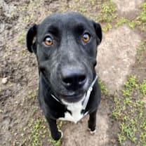 Thumbnail photo of Akira #2