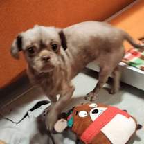 Thumbnail photo of Cocoa - Missouri (D25-37) #3