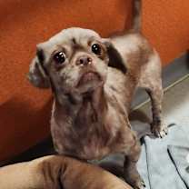 Thumbnail photo of Cocoa - Missouri (D25-37) #4