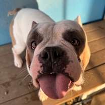 Thumbnail photo of Chandler Bing  #3