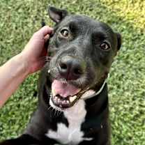 Thumbnail photo of Akira #3