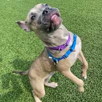 Thumbnail photo of Golden #3