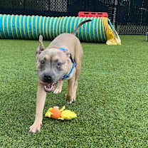 Thumbnail photo of Golden #4