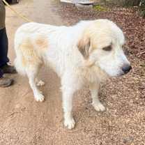 Thumbnail photo of Dakota #2