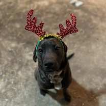 Thumbnail photo of Zeus #3