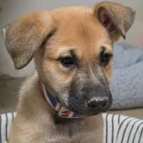 Thumbnail photo of Cyndi Lauper (10wk PUPPY) #1