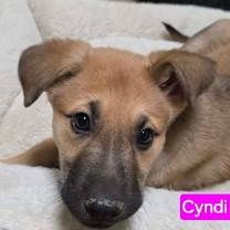 Thumbnail photo of Cyndi Lauper (10wk PUPPY) #2