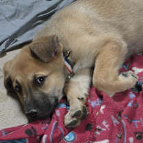 Thumbnail photo of Cyndi Lauper (10wk PUPPY) #3