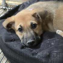 Thumbnail photo of Cyndi Lauper (10wk PUPPY) #4