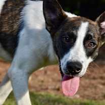 Thumbnail photo of Chip #4